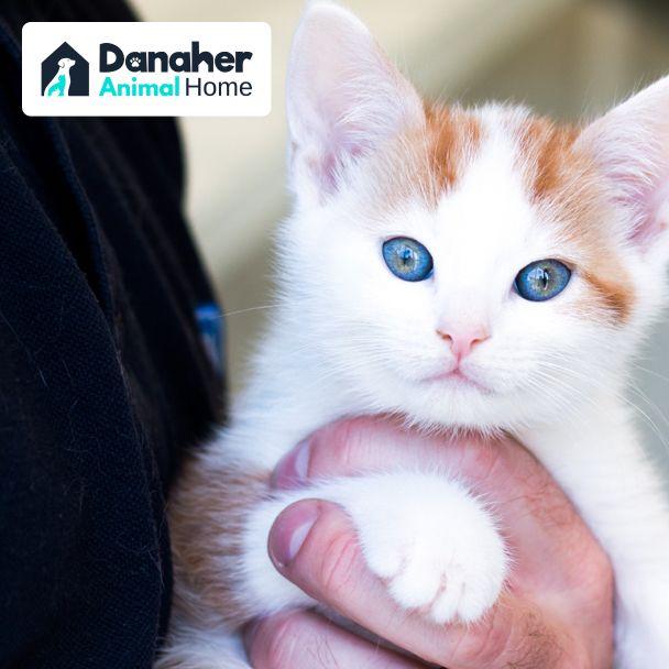 Danaher Animal Shelter: How We Helped Raise £7,000!