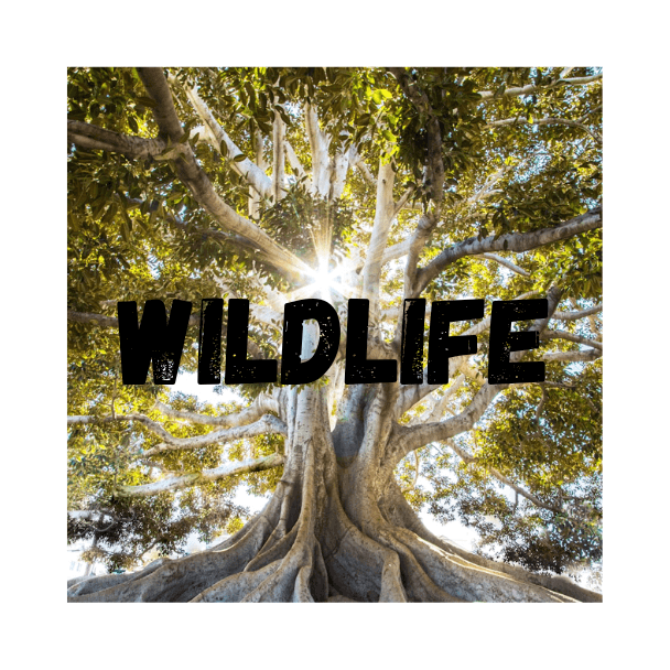 Top 10 Wildlife Books to Read 