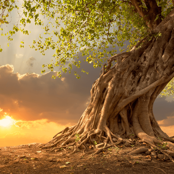 Our Favourite Trees from Our Favourite Books