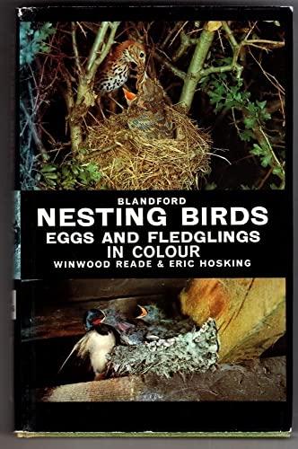 Nesting Birds, Eggs and Fledglings in Colour