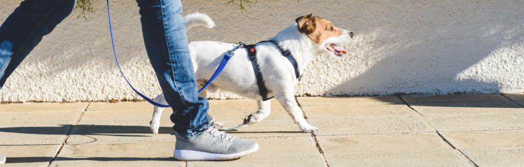 5. Pet Sitting and Dog Walking.jpg