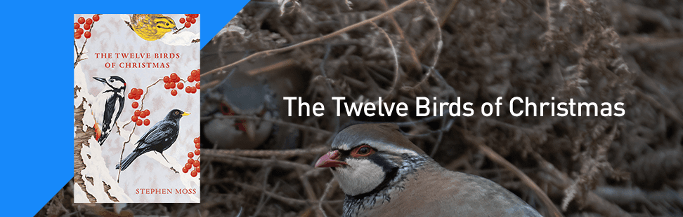 blog images twelve birds.png