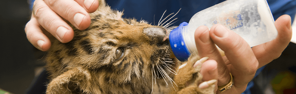 blogimages-world_animal_day-header_a.png