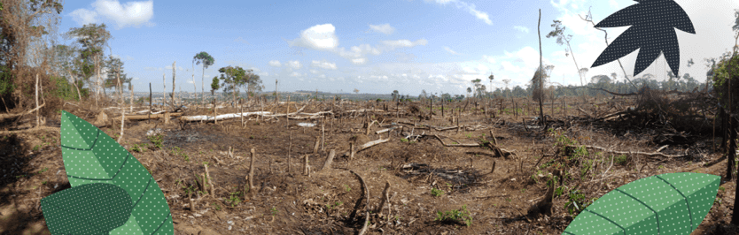 1. Reduces Deforestation